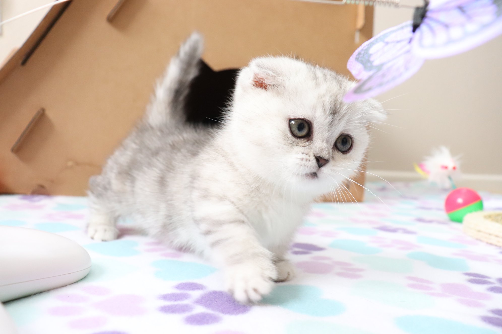 Munchkin cats for sale