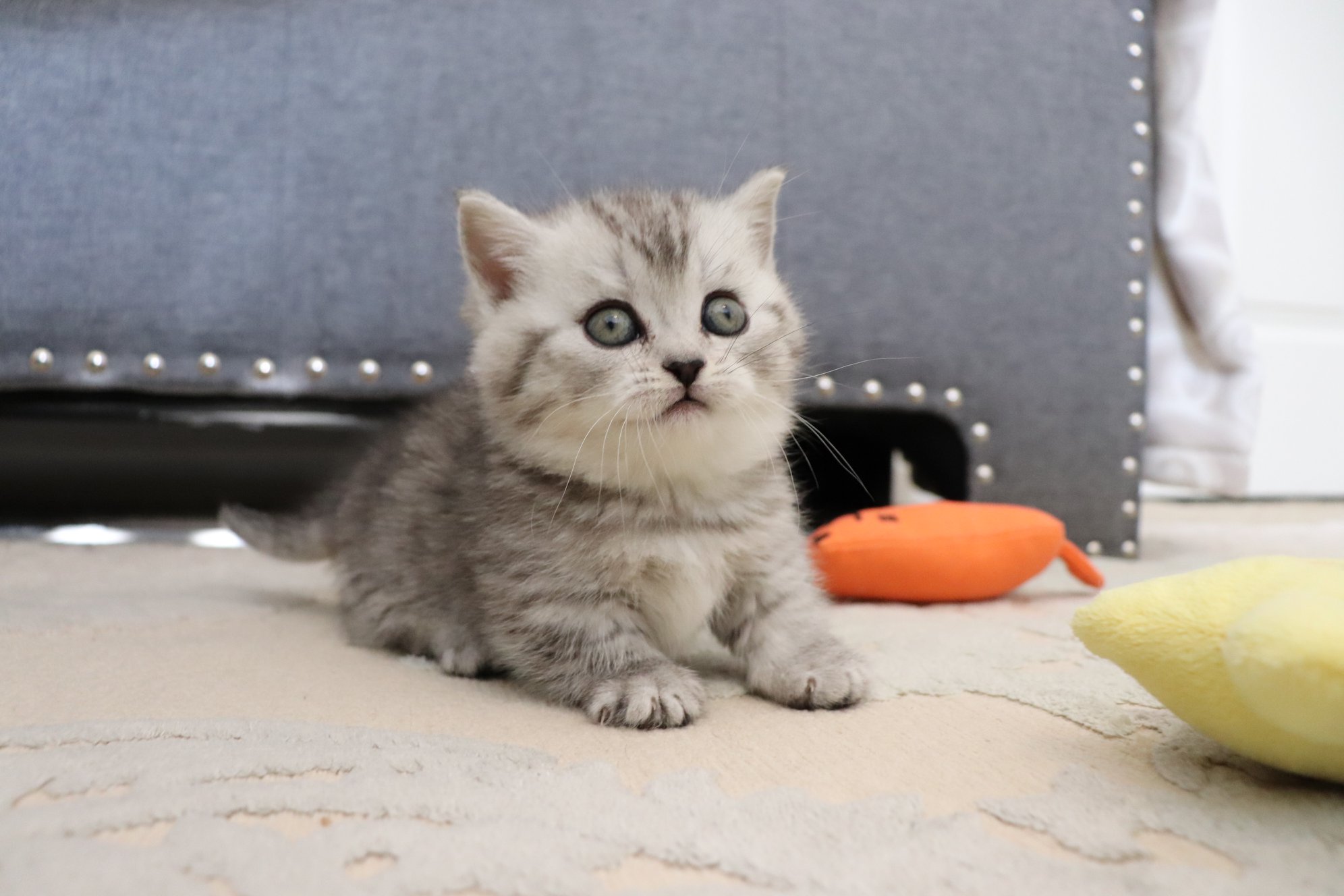 munchkin cats for sale