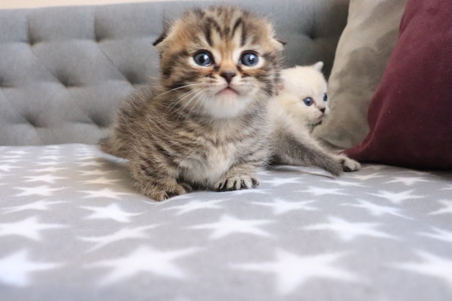 munchkin cats for sale