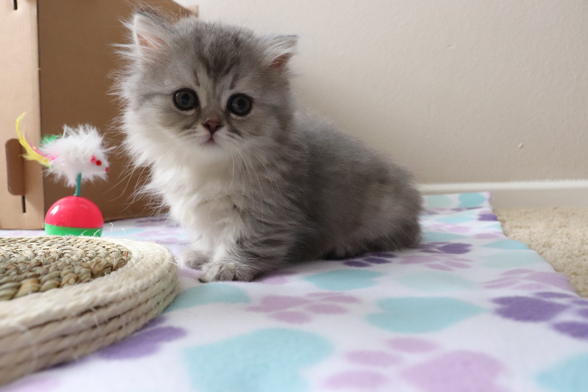 munchkin cats for sale