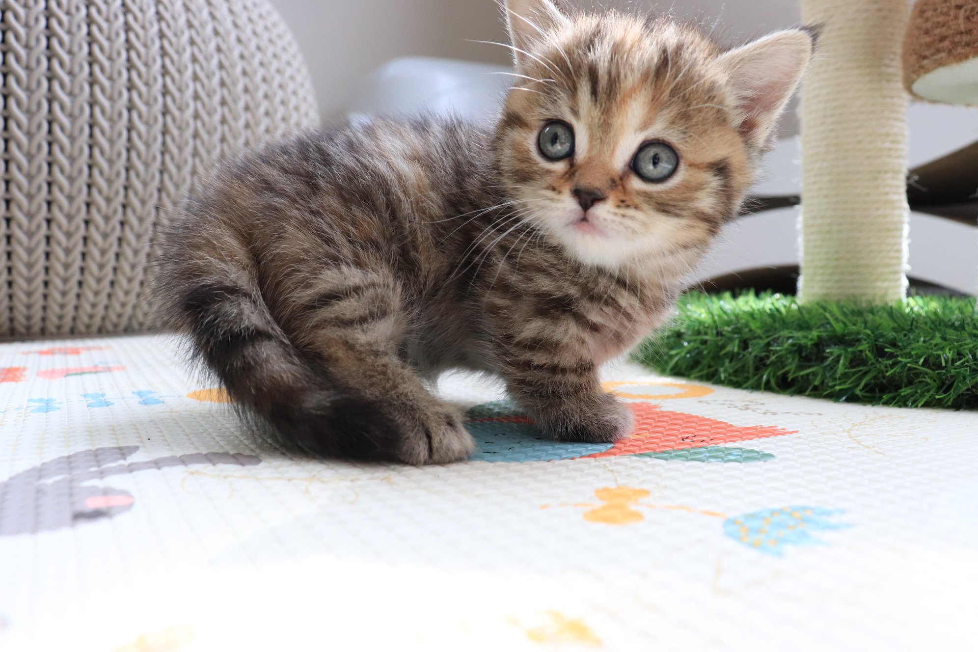 munchkin cats for sale