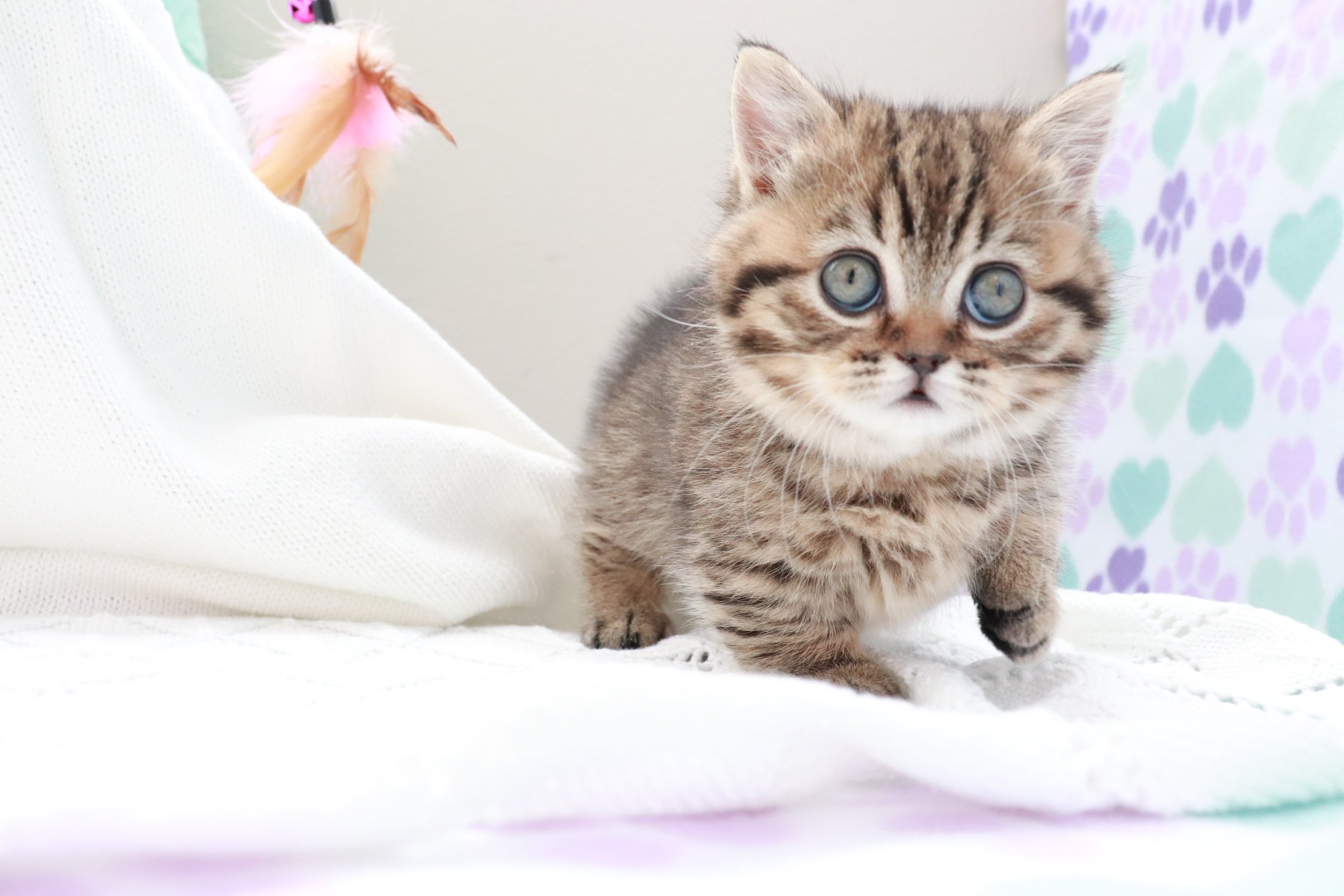 munchkin cats for sale