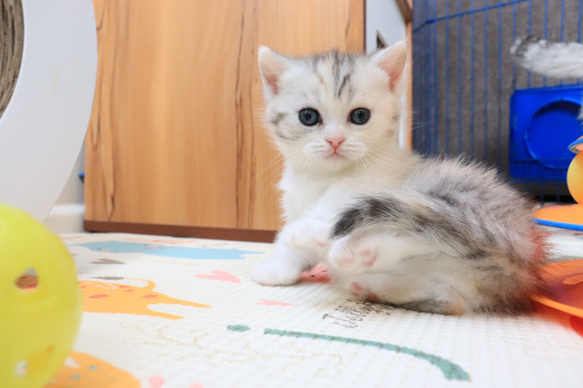 munchkin cats for sale