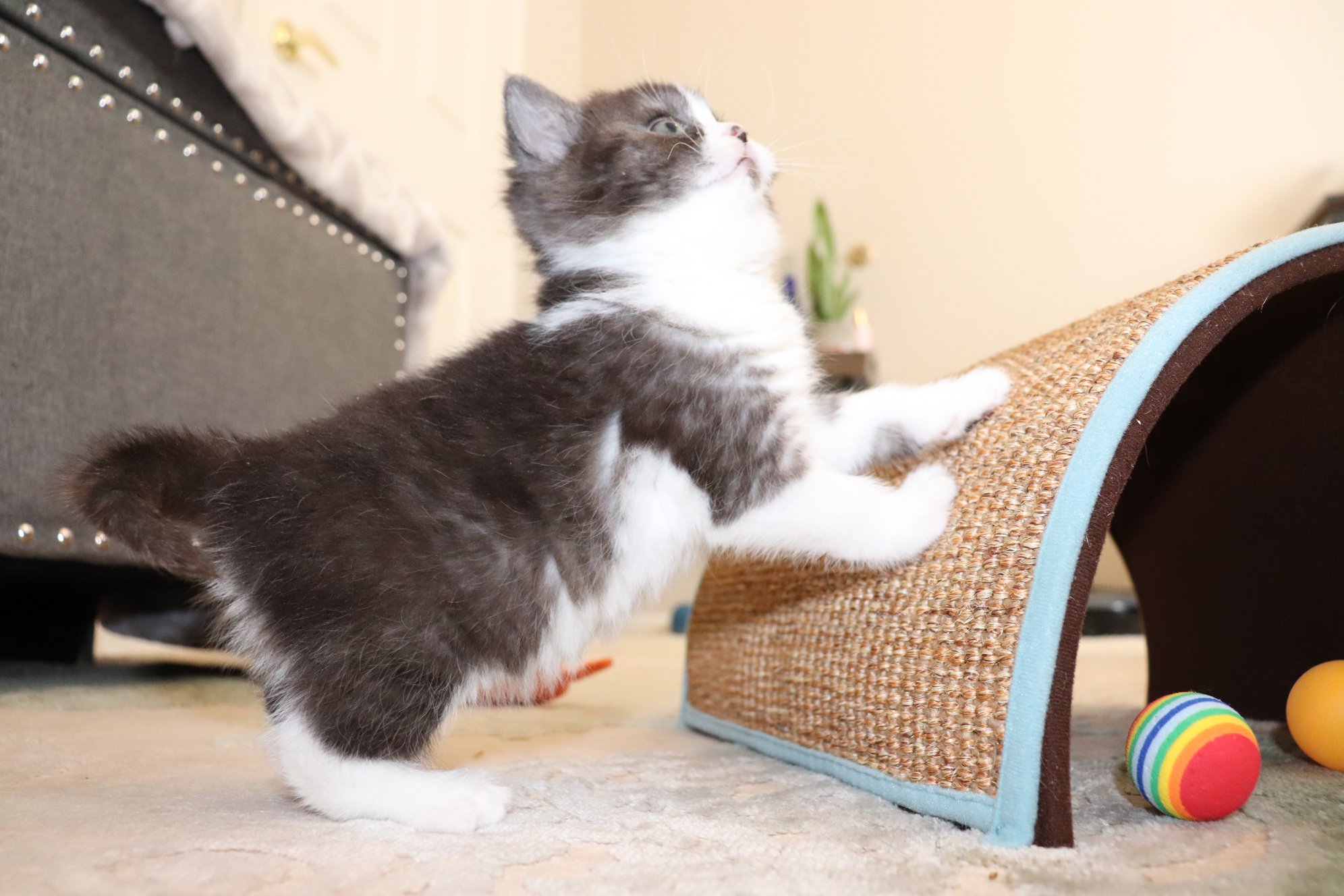 munchkin cats for sale