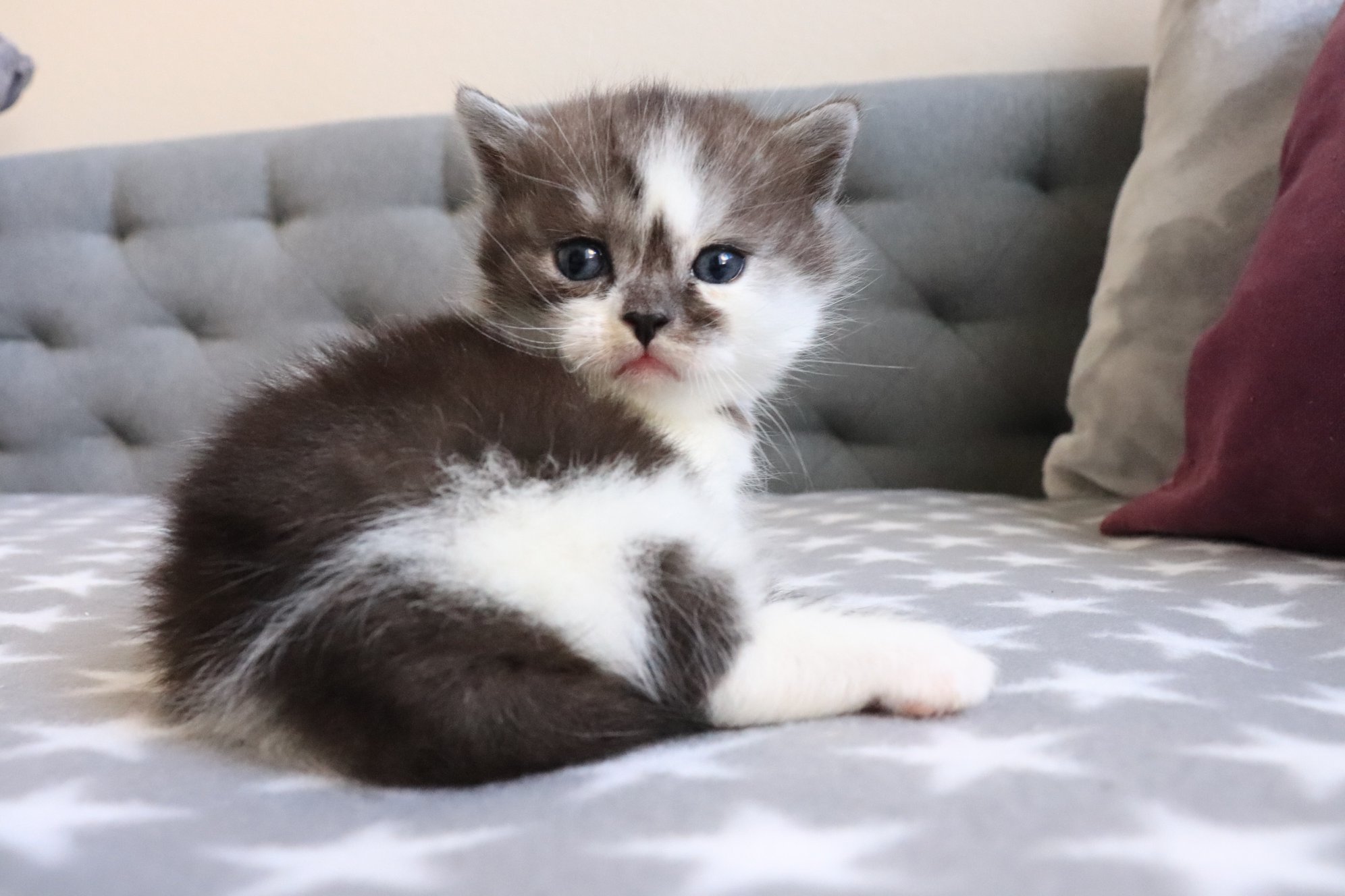 munchkin cats for sale